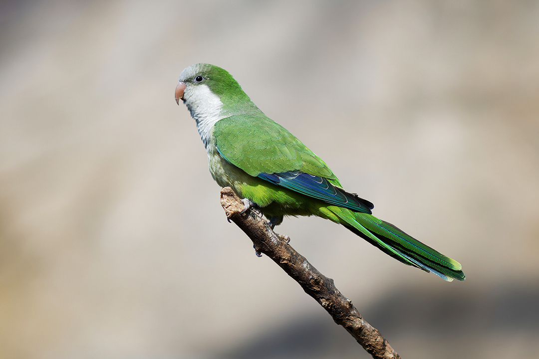 A monk parakeet. Photo: VCG